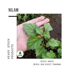 Minyak nilam memberikan sumbangan cukup besar dalam penghasil devisa negara di antara minyak atsiri lainnya. Jual Produk Pohon Nilam Tanaman Nilam Termurah Dan Terlengkap Agustus 2021 Bukalapak