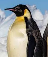 Penguins don't look very much like the average human being. If A Grizzly Bear Saw A Penguin Artic Fox And Donald Trump Which One Would The Grizzly Bear Attack First Quora