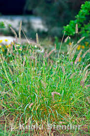 Image result for Cenchrus ciliaris