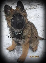 My Sweet Dreya Long Coat Sable 3 Months Old German Shepherd Puppies Long Coat German Shepherd Dog Person