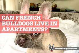 Can French Bulldogs Live In Apartments Pros Cons To Apartment Living