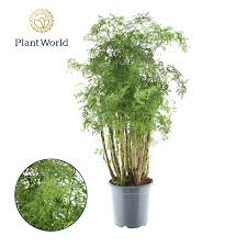 Image result for Polyscias fruticosa