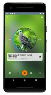 By unknown sunday, november 6, 2016. Pikat Burung Tekukur Paling Ampuh For Android Apk Download