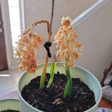 Image result for Ornithogalum seineri