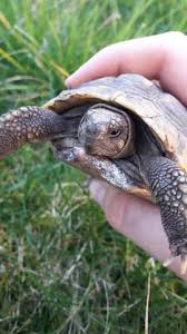 Mit fünf jahren kann eine griech. Schildkrotenpanzer Geschimmelt Was Tun Gesundheit Und Medizin Verletzung Tierarzt