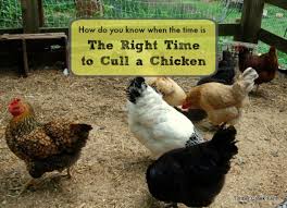 Maybe you would like to learn more about one of these? When Is The Right Time To Cull A Chicken Timber Creek Farm