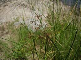 Image result for Cyperus articulatus