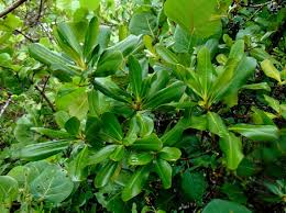 Image result for Rapanea