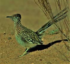 Check spelling or type a new query. 1 30 20 Female Greater Roadrunner In Desert Below The House Albuquerque New Mexico Usa Album On Imgur