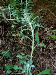 Image result for Gnaphalium polycaulon