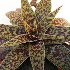 Image result for Crassula alba