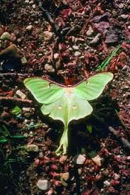 The luna moth (actias luna) is a nearctic moth in the family saturniidae, subfamily saturniinae, a group commonly known as giant silk moths. What Are Some Plants That Luna Moths Are Attracted To Ehow Luna Moths Luna Moth Moth