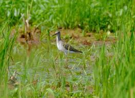 Log in to get trip updates and message other travellers. Avian Birding Site 4 10 Sungai Balang Muar Batu Pahat Johor Myhometown