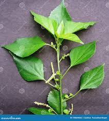 Image result for Acalypha fruticosa