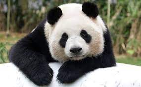 Koleksi gambar bintang yang brgemintang di langit yang terlihat keren dan menakjubkan. Comel Kuat Makan Ini 10 Perkara Anda Perlu Tahu Tentang Panda Gempak