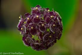 Image result for Hypertelis umbellata