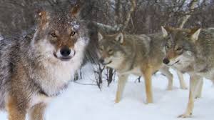 We did not find results for: Meeting A Wolf Pack Deadly 60 Earth Unplugged Youtube