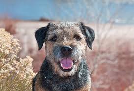 14 interesting facts about border terriers. Draw So Cute Dog Border Collie Novocom Top