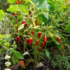 Image result for Solanum sp. A