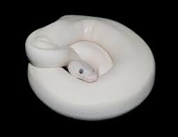 We carry a variety of bels made from a combination of mochas, mojaves, lessers, butters, russos and more. Showcase Serpents Freshly Shed Female Blue Eyed Leucistic Super
