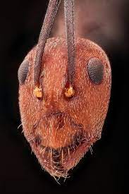 Red Hot Ants Beautiful Bugs Bugs And Insects