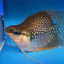 Short Body Pearl Gourami Tropical Fish Cichlids Fish