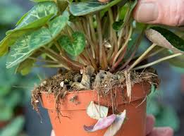 Image result for Botrytis cinerea