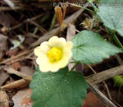 Image result for Sida veronicifolia