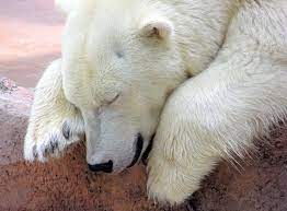 Make a character lol all art is by me, some items are inspired by the caretaker and ivan seal's works if use this as an icon, etc, be sure to credit me (im tabbiverse on pretty much every platform!) if you have any suggestions, send them here! Keep Your Cool With These Chill Polar Bear Wallpapers Xcomputer