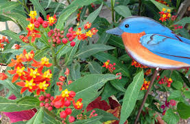 Image result for Asclepias curassavica