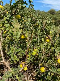I'm glad to be active again on hp. Growing In Victoria Australia On The Coast Plantid