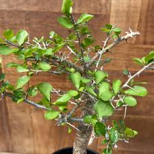 Image result for Commiphora pteleifolia
