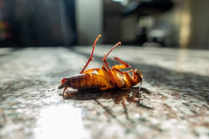 Cockroach Control