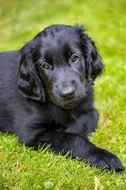 Flatcoated Retriever Puppy 8 Weeks Retriever Puppy Flat Coated Retriever Retriever