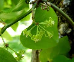 The greenbrier resort, white sulphur springs, w.v., is a rare breed: Saw Greenbrier Smilax Bona Nox Garden Org