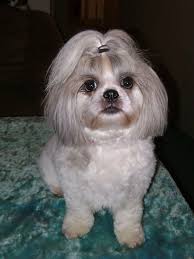 I Need Help Grooming Shih Tzu Haircuts Shih Tzu Grooming Shih Tzu