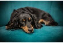 Some of the most popular names right now include emma you could go with those popular picks, or you can sample a slew of other names for your new pup below. 160 Cute Unique Girl Dog Names Starting With K Female Dog Names