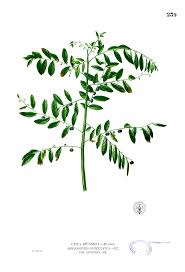 Image result for Phyllanthus pentandrus