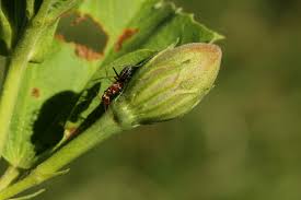 Image result for Cienfuegosia hildebrandtii