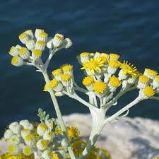 Image result for Helichrysum lastii