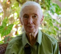 Un documental sobre la primatóloga Jane Goodall y dos excepcionales  conciertos, estrenos de la semana en CaixaForum+