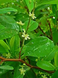 Image result for Nectaropetalum