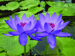 Image result for Nymphaea
