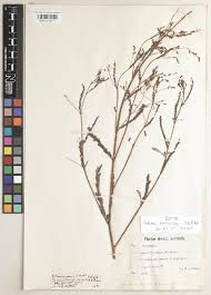 Image result for Melolobium calycinum