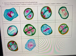 Maybe you would like to learn more about one of these? 4 Match The Stage Of Meiosis Following Image Of A Chegg Com