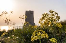 Stunning View Historic Torre Del Gerro ...