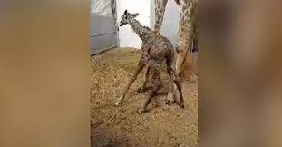 Watch Baby Giraffe Take First Steps At Greenville Zoo 94 7 Qdr