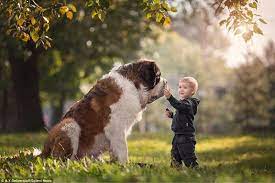 Costs you'll need to think about include: Saint Bernard Price Cost Range Where To Buy Saint Bernard Puppies