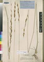 Image result for Tristachya superba