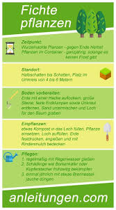 Fichte Pflanzen Zu Welcher Zeit Und An Welchem Standort Man Eine Fichte Pflanzen Sollte Steht In Dieser Infograf Pflanzen Hochbeet Bepflanzen Baume Pflanzen